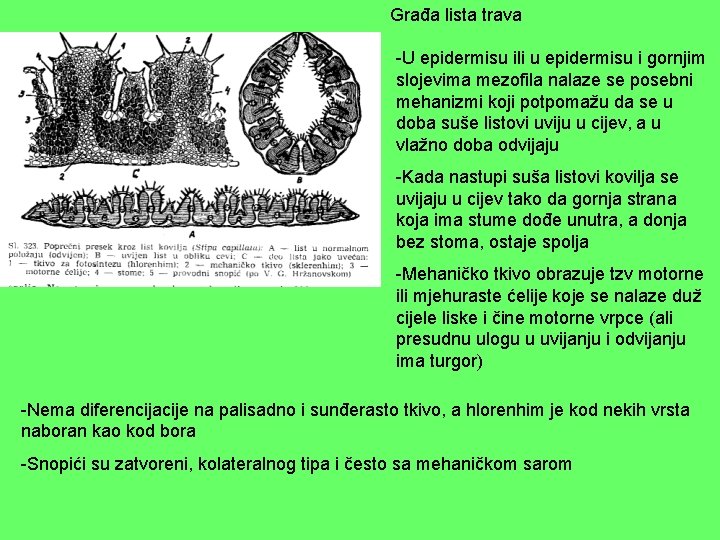 Građa lista trava -U epidermisu ili u epidermisu i gornjim slojevima mezofila nalaze se