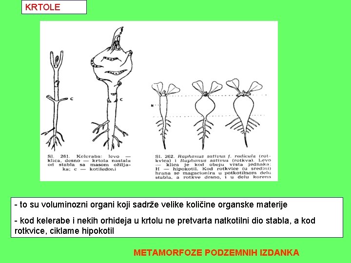 KRTOLE - to su voluminozni organi koji sadrže velike količine organske materije - kod