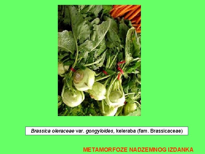 Brassica oleraceae var. gongyloides, keleraba (fam. Brassicaceae) METAMORFOZE NADZEMNOG IZDANKA 