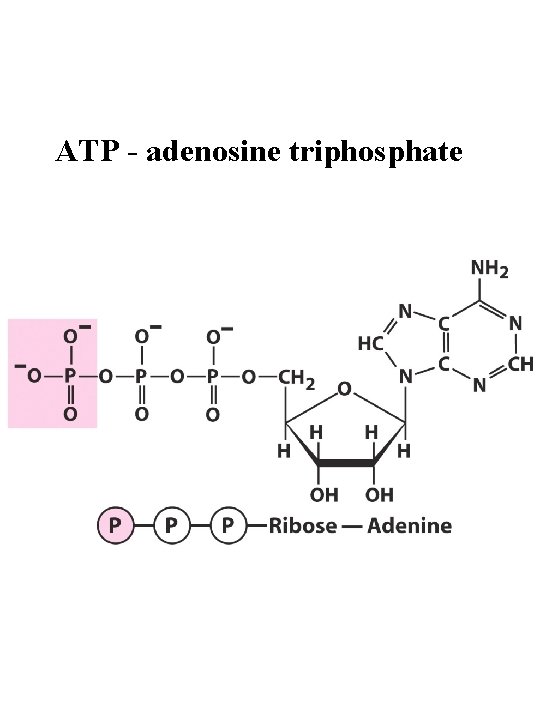 ATP - adenosine triphosphate 