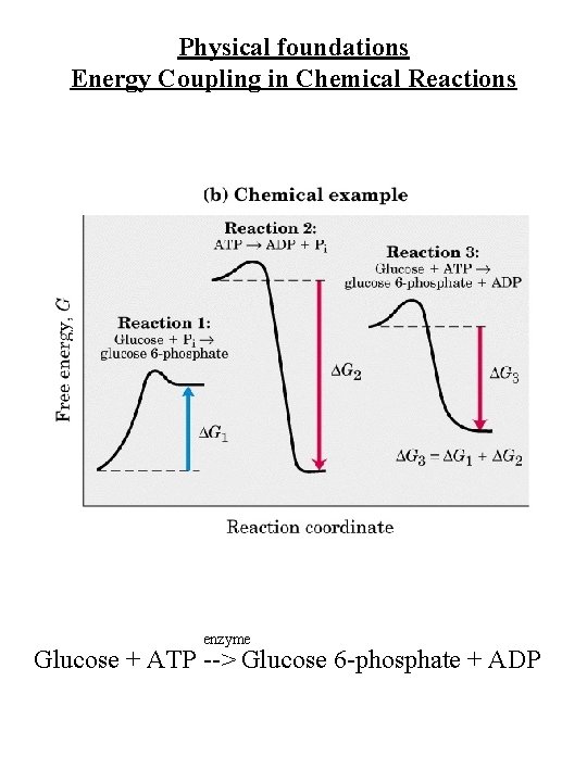 Physical foundations Energy Coupling in Chemical Reactions enzyme Glucose + ATP --> Glucose 6