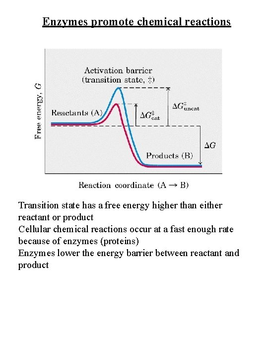 Enzymes promote chemical reactions Transition state has a free energy higher than either reactant