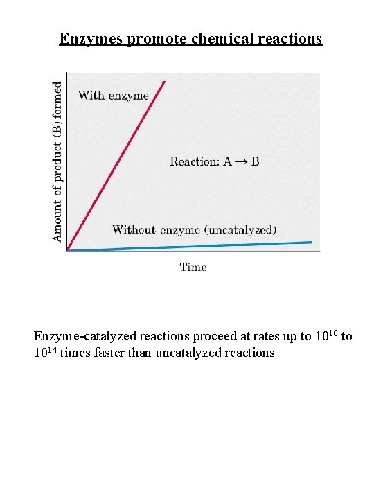 Enzymes promote chemical reactions Enzyme-catalyzed reactions proceed at rates up to 1010 to 1014