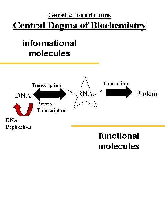 Genetic foundations Central Dogma of Biochemistry informational molecules Translation Transcription RNA DNA Protein Reverse