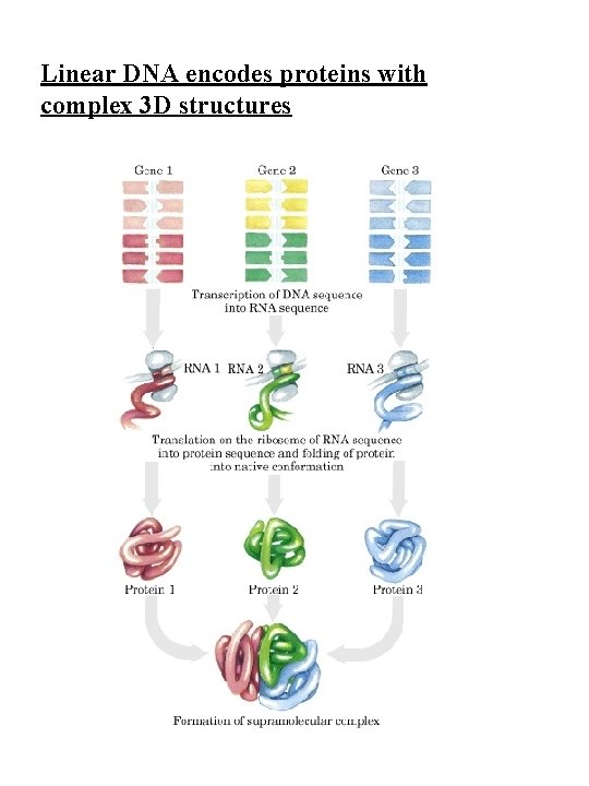 Linear DNA encodes proteins with complex 3 D structures 