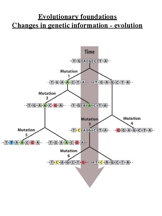 Evolutionary foundations Changes in genetic information - evolution 