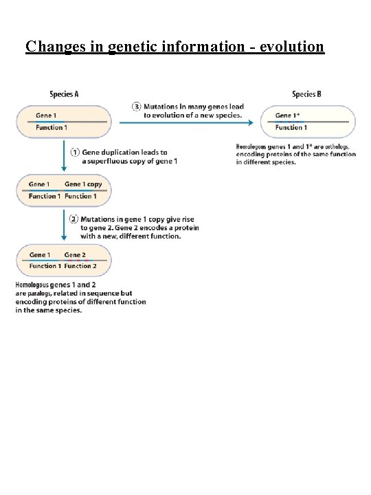 Changes in genetic information - evolution 