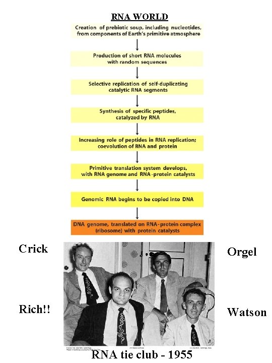 RNA WORLD Crick Orgel Rich!! Watson RNA tie club - 1955 