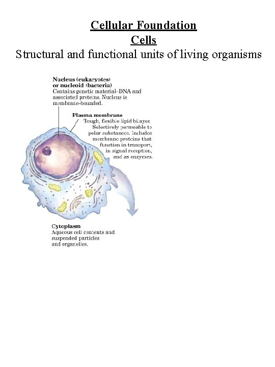 Cellular Foundation Cells Structural and functional units of living organisms 