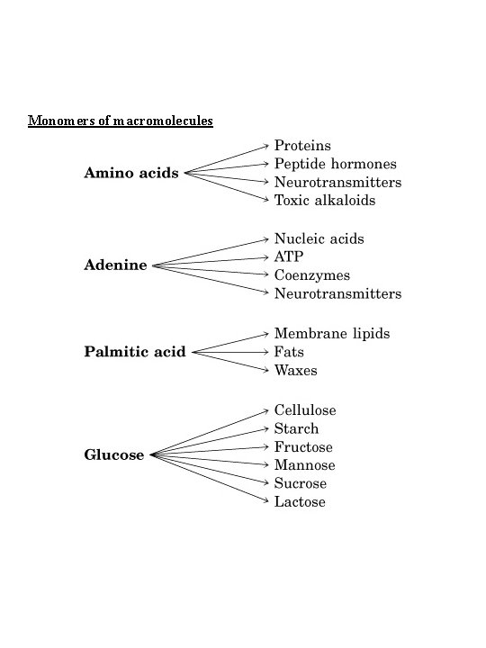 Monomers of macromolecules 
