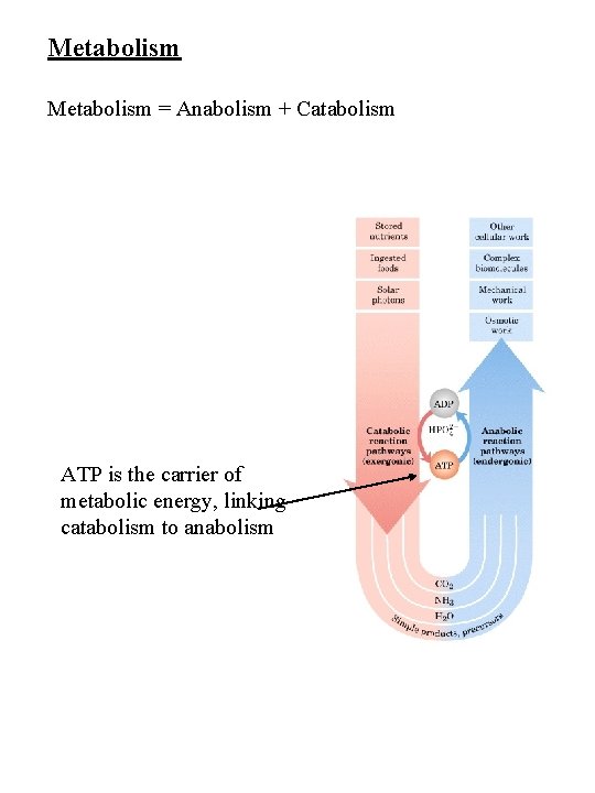 Metabolism = Anabolism + Catabolism ATP is the carrier of metabolic energy, linking catabolism