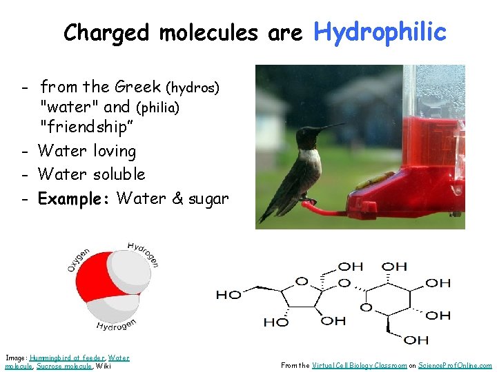 Charged molecules are Hydrophilic - from the Greek (hydros) "water" and (philia) "friendship” -