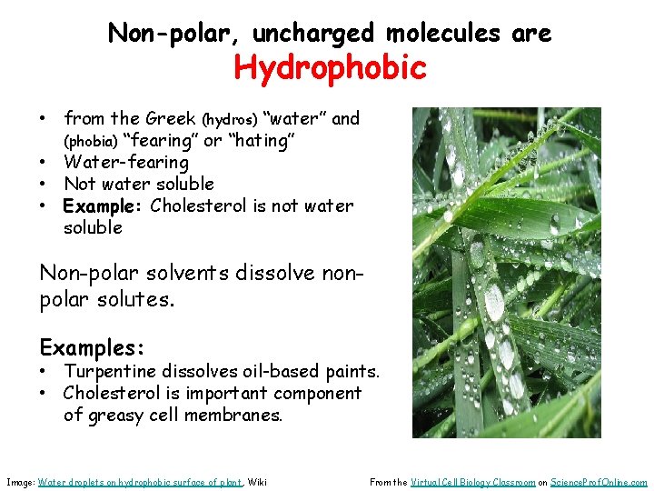 Non-polar, uncharged molecules are Hydrophobic • from the Greek (hydros) “water” and (phobia) “fearing”