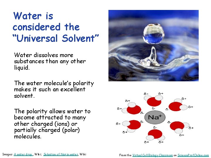 Water is considered the “Universal Solvent” Water dissolves more substances than any other liquid.