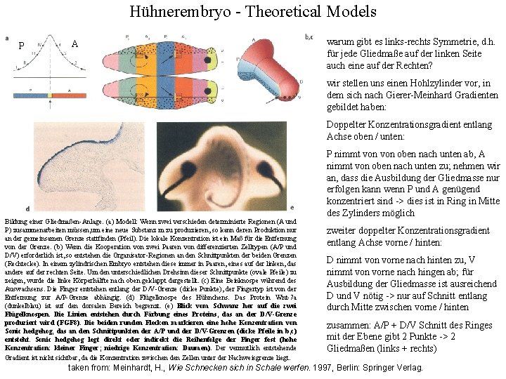 Hühnerembryo - Theoretical Models P A warum gibt es links-rechts Symmetrie, d. h. für