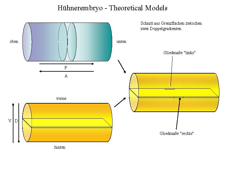 Hühnerembryo - Theoretical Models Schnitt aus Grenzflächen zwischen zwei Doppelgradienten oben unten Gliedmaße "links"