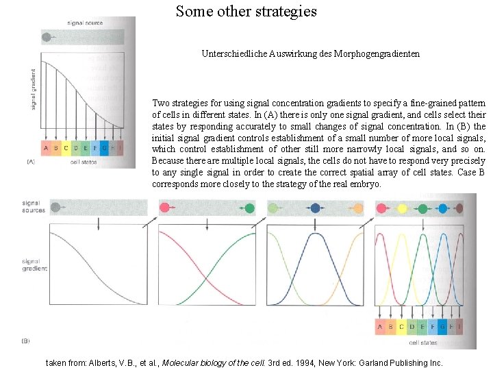Some other strategies Unterschiedliche Auswirkung des Morphogengradienten Two strategies for using signal concentration gradients