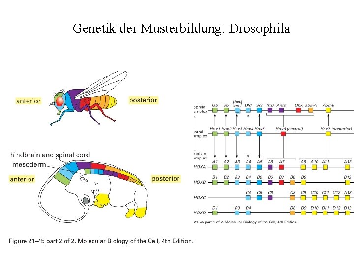 Genetik der Musterbildung: Drosophila 