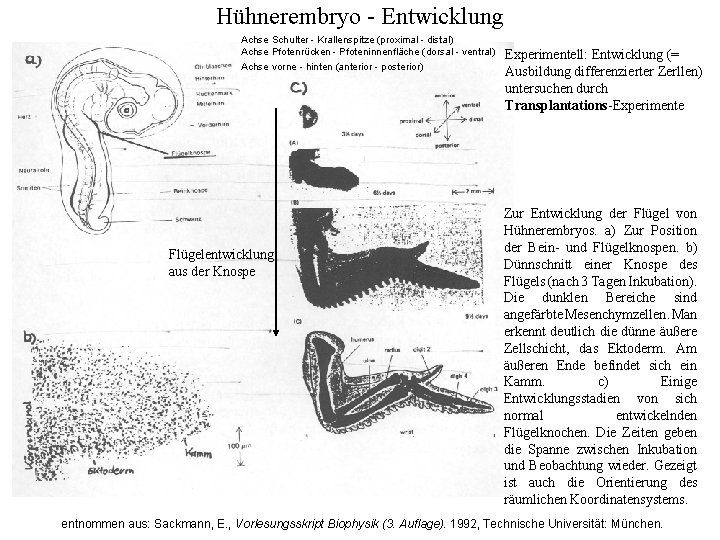 Hühnerembryo - Entwicklung Achse Schulter - Krallenspitze (proximal - distal) Achse Pfotenrücken - Pfoteninnenfläche