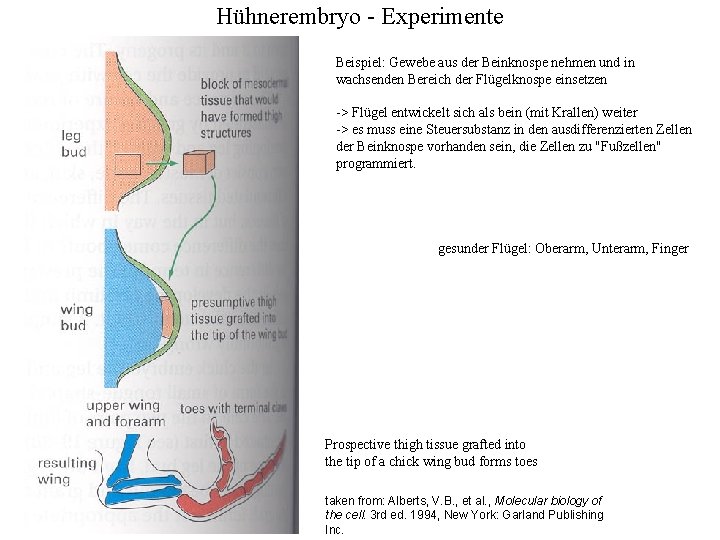 Hühnerembryo - Experimente Beispiel: Gewebe aus der Beinknospe nehmen und in wachsenden Bereich der