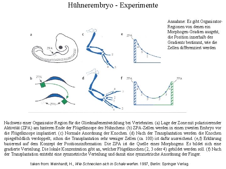 Hühnerembryo - Experimente Annahme: Es gibt Organisator. Regionen von denen ein Morphogen-Gradien ausgeht; die