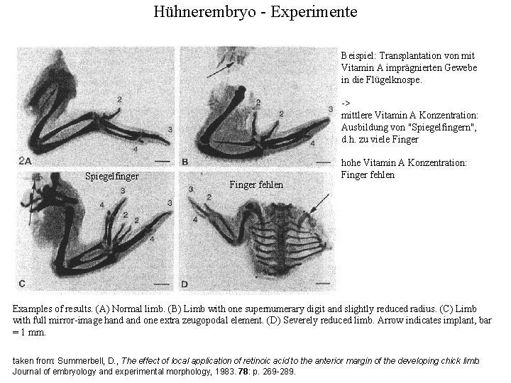 Hühnerembryo - Experimente Beispiel: Transplantation von mit Vitamin A imprägnierten Gewebe in die Flügelknospe.