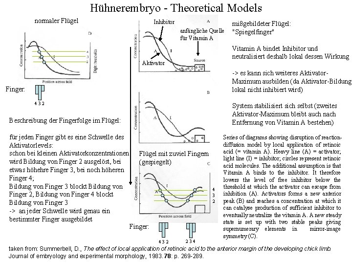 Hühnerembryo - Theoretical Models normaler Flügel Inhibitor anfängliche Quelle für Vitamin A mißgebildeter Flügel: