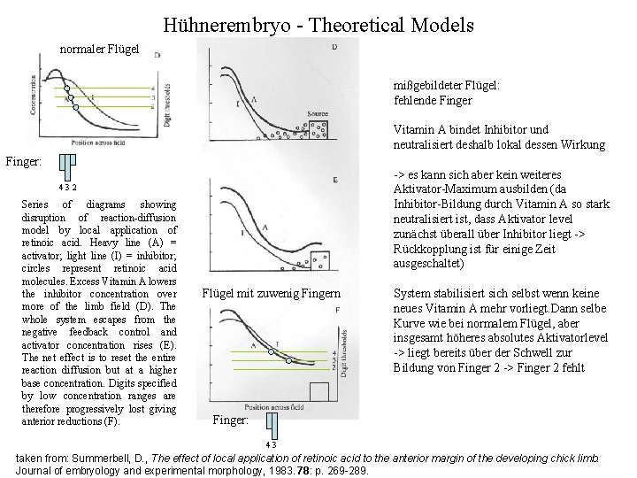 Hühnerembryo - Theoretical Models normaler Flügel mißgebildeter Flügel: fehlende Finger Vitamin A bindet Inhibitor