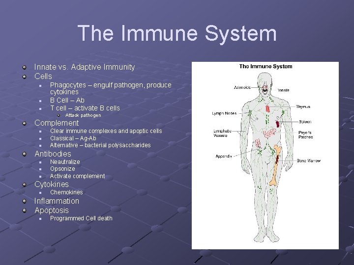 The Immune System Innate vs. Adaptive Immunity Cells n n n Phagocytes – engulf