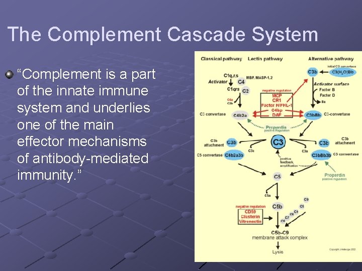 The Complement Cascade System “Complement is a part of the innate immune system and