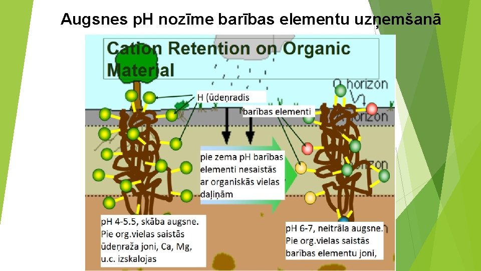 Augsnes p. H nozīme barības elementu uzņemšanā 