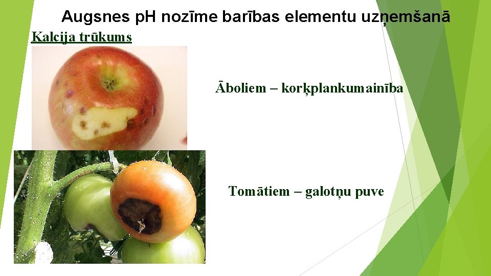 Augsnes p. H nozīme barības elementu uzņemšanā Kalcija trūkums Āboliem – korķplankumainība Tomātiem –