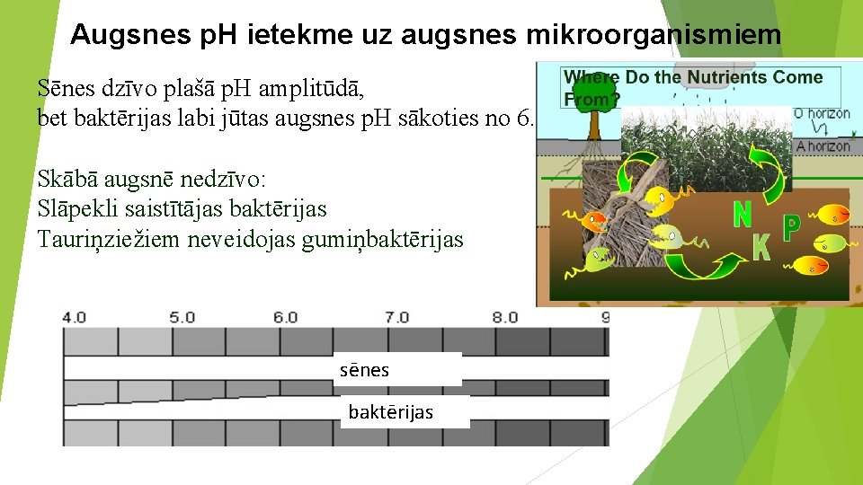 Augsnes p. H ietekme uz augsnes mikroorganismiem Sēnes dzīvo plašā p. H amplitūdā, bet