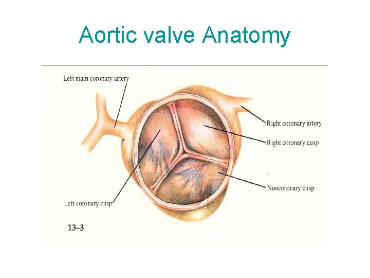 Aortic valve Anatomy 