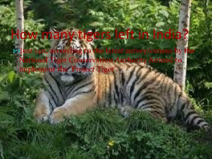 How many tigers left in India? Just 1411, according to the latest survey/census by