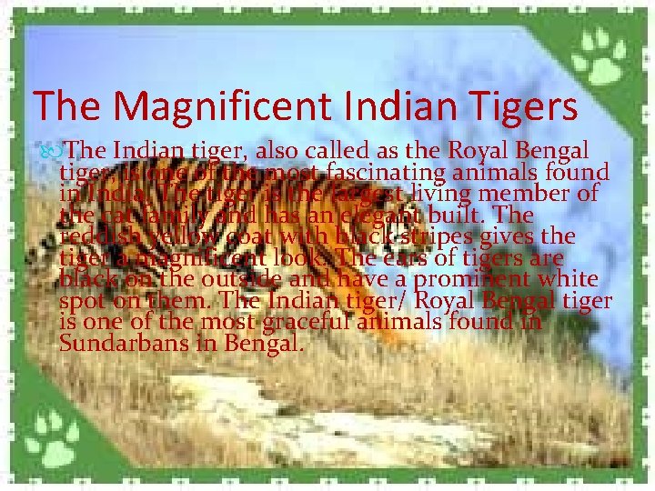 The Magnificent Indian Tigers The Indian tiger, also called as the Royal Bengal tiger,