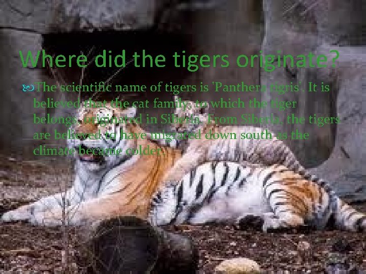 Where did the tigers originate? The scientific name of tigers is 'Panthera tigris'. It