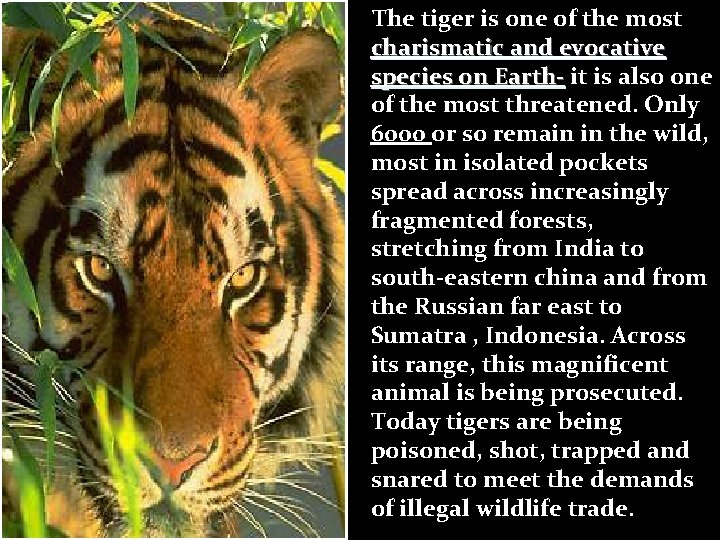 The tiger is one of the most charismatic and evocative species on Earth- it