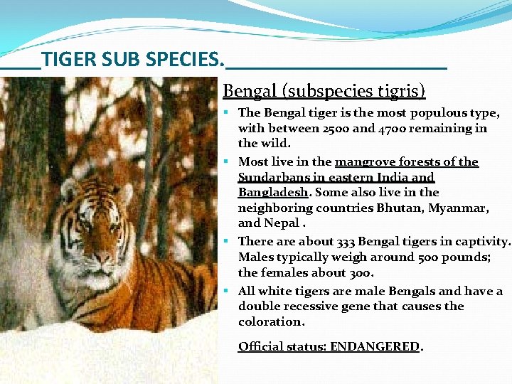 TIGER SUB SPECIES. Bengal (subspecies tigris) § The Bengal tiger is the most populous