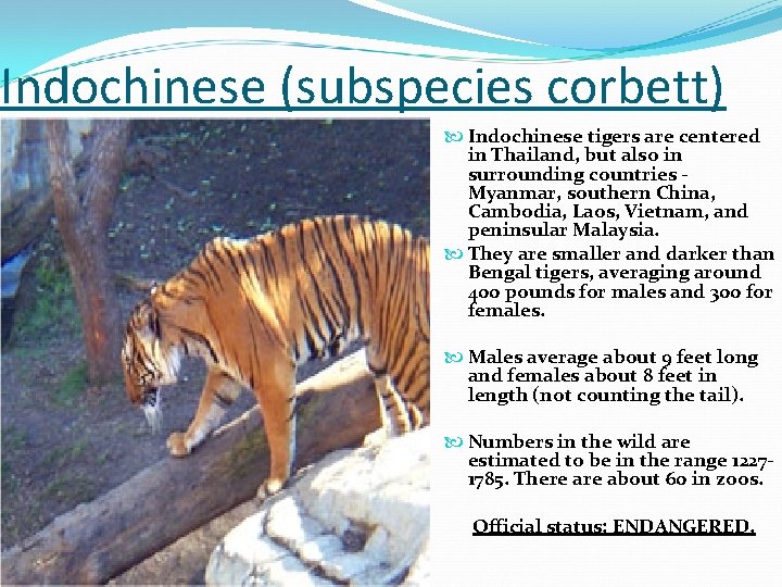 Indochinese (subspecies corbett) Indochinese tigers are centered in Thailand, but also in surrounding countries