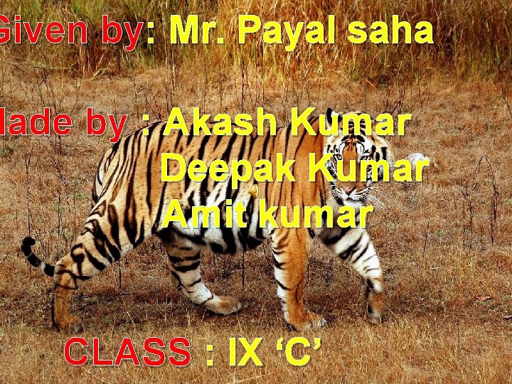 Given by: Mr. Payal saha Made by : Akash Kumar Save Tigers Deepak Kumar