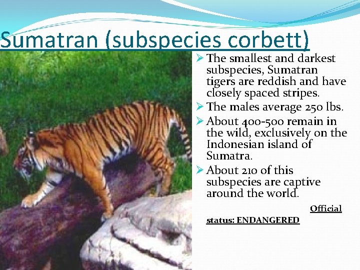 Sumatran (subspecies corbett) Ø The smallest and darkest subspecies, Sumatran tigers are reddish and