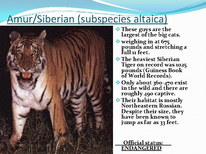 Amur/Siberian (subspecies altaica) v These guys are the largest of the big cats. v