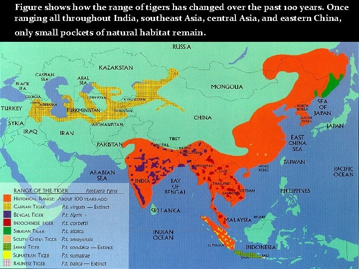  Figure shows how the range of tigers has changed over the past 100