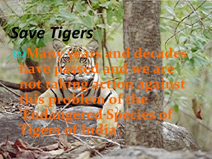 Save Tigers Many years and decades have passed and we are not taking action