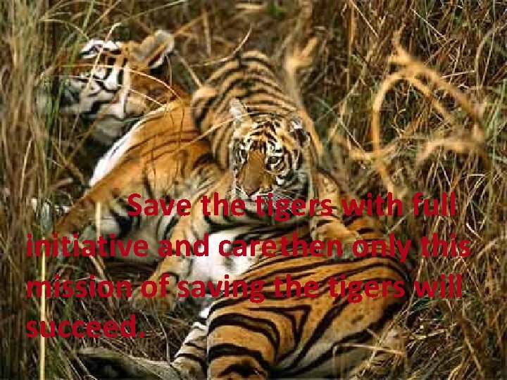 Save the tigers with full initiative and carethen only this mission of saving the