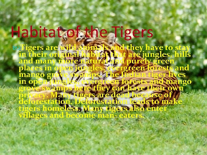 Habitat of the Tigers are wild animals and they have to stay in their