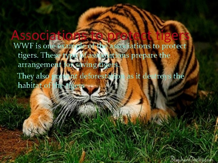 Associations to protect tigers WWF is one example of the associations to protect tigers.