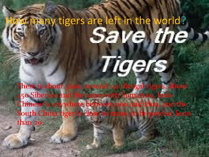 How many tigers are left in the world? There is about 3200; around 1411