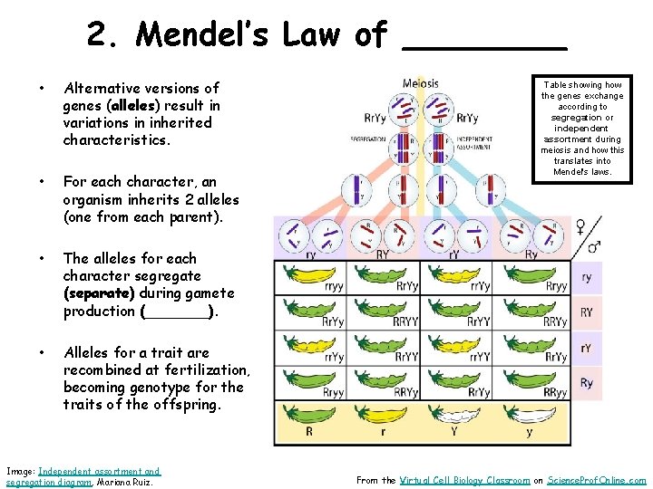 2. Mendel’s Law of ____ • Alternative versions of genes (alleles) result in variations